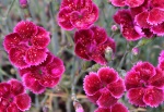 Dianthus 'Gold Fleck' - 8cm pot 